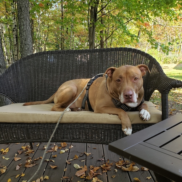 Meet your Posher, Posh - Picture 2 of 5